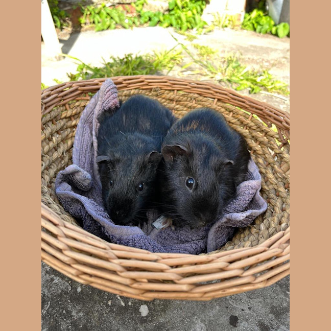 Photo of Dargan / Vincent And Dargan