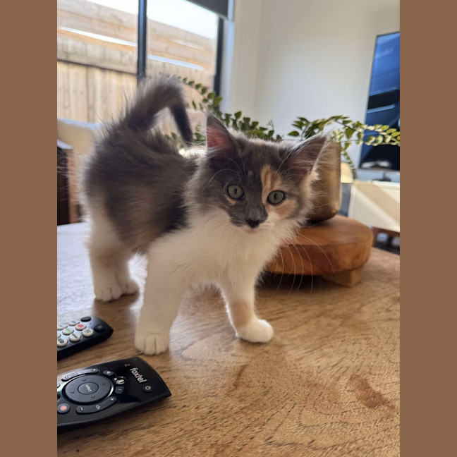 Photo of Twiggy & Tulip