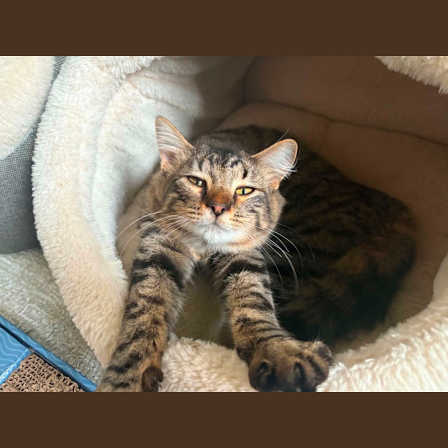 Photo of Heather *9 Lives Project Rescue*