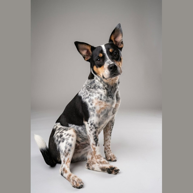 Photo of Trixie