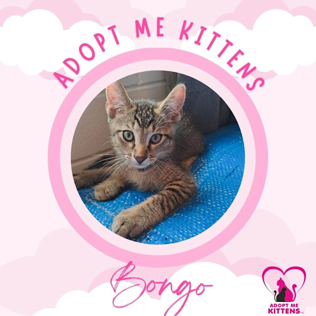 Photo of Bongo