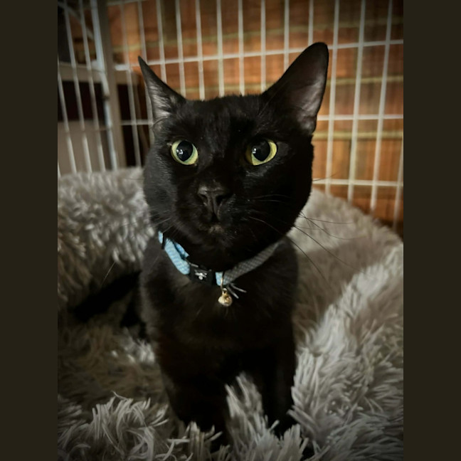 Photo of Chat Noir *9 Lives Project Rescue*