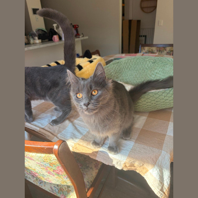 Photo of Peppercorn