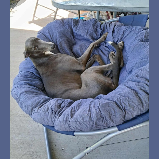 Photo of Dixie, The Greyhound