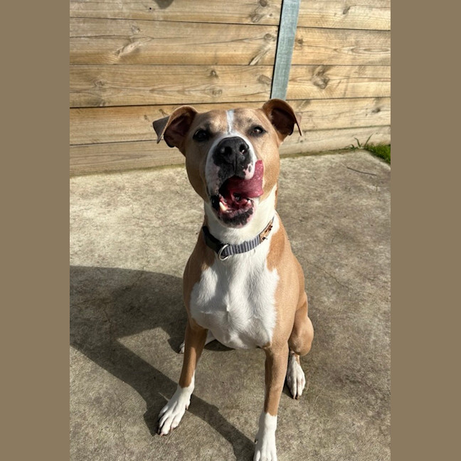 Photo of Dozer