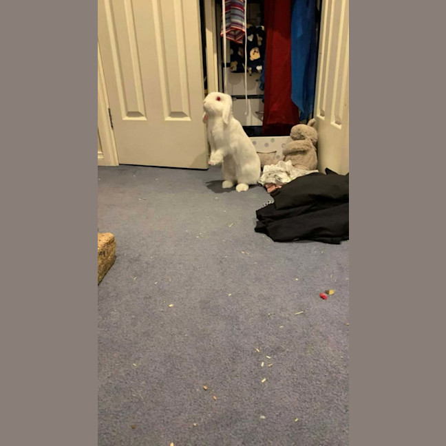 Photo of Vivi (Bonded With Violet)