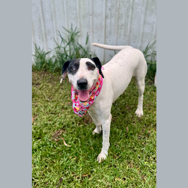 Photo of Bella *$150 Adoption Fee*