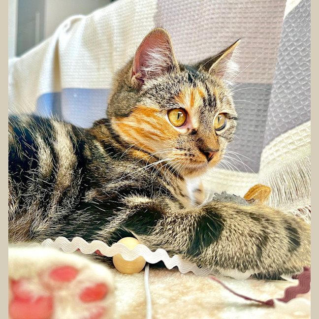 Photo of Melody