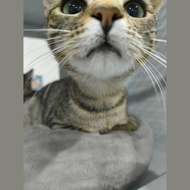 Photo of Bruno Looking For A Farm Home/Barn Cat