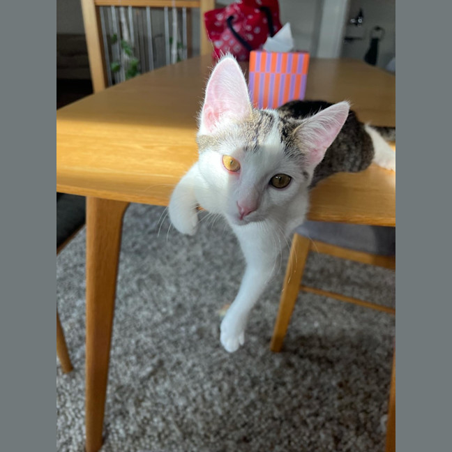Photo of Owen   Located In Northcote