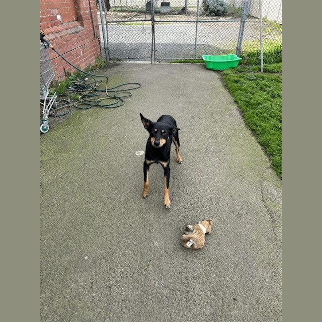 Photo of Tilly
