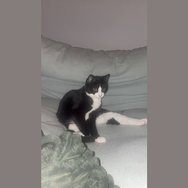 Photo of Pickle 