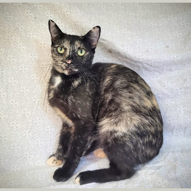 Photo of Lollipop 🍭