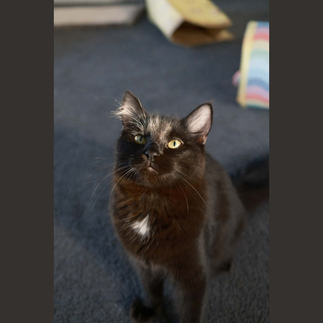 Photo of Tippa & Sooty   7 Month Old Domestic Medium Hair