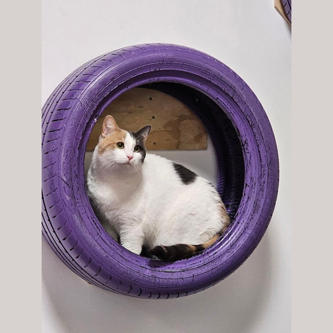 Photo of Diamond