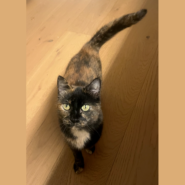 Photo of Wiggles