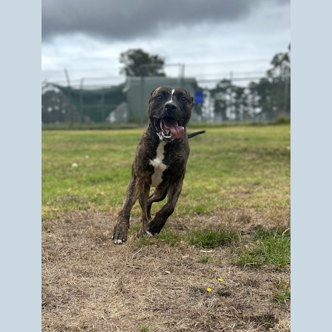 Photo of Boomer