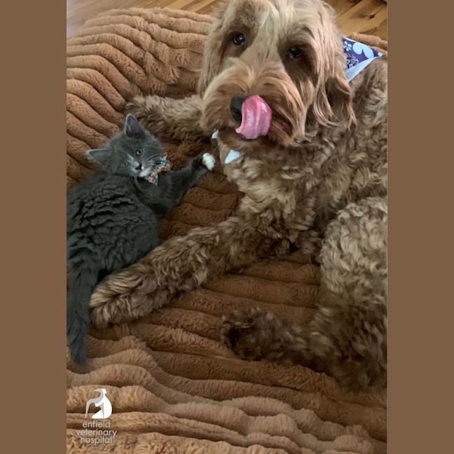 Photo of Delightful Daisy