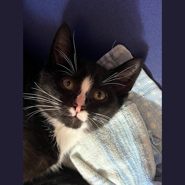 Photo of Blaze