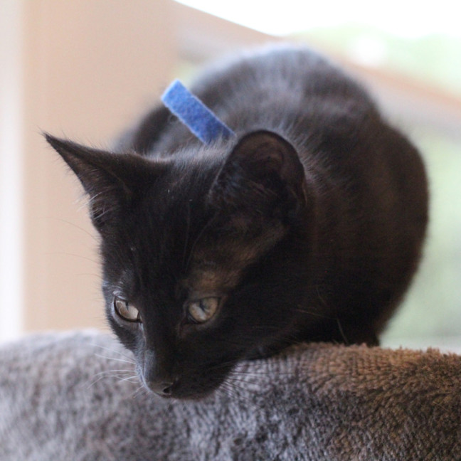 Photo of 💙 Moose 💙