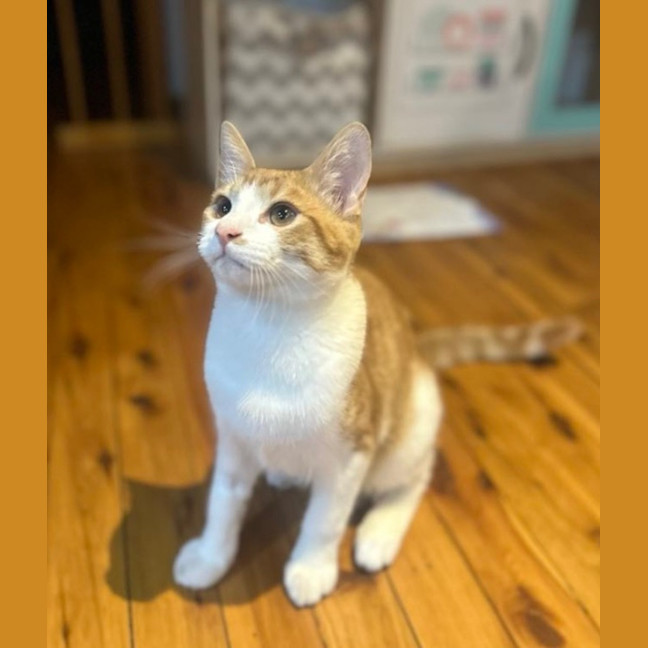 Photo of Tiger   Now At Pet Quarters Tuggerah