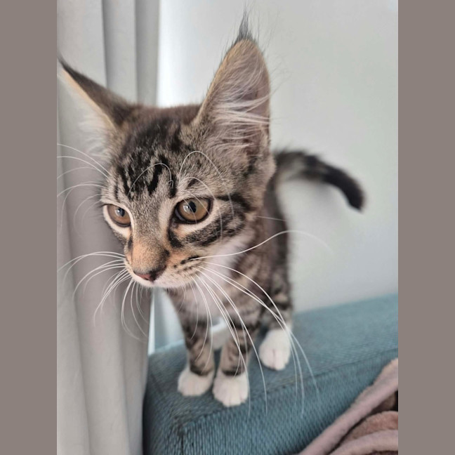 Photo of Kiwi