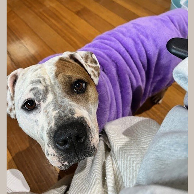 Photo of Sumo