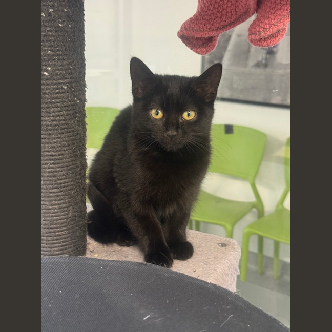 Photo of Sambucca
