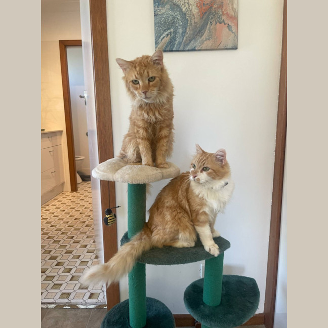 Photo of Mischief And Meggs