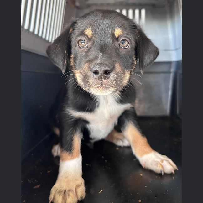 Photo of The Hawaiian Boys!