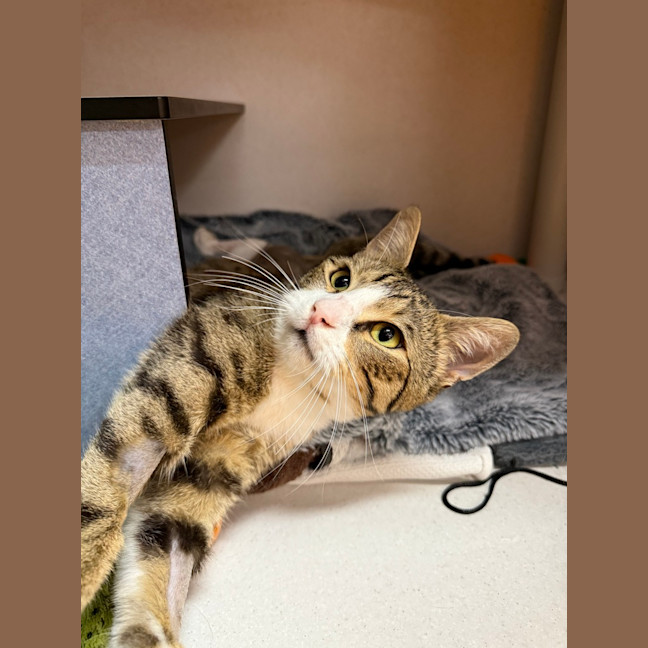 Photo of Figaro