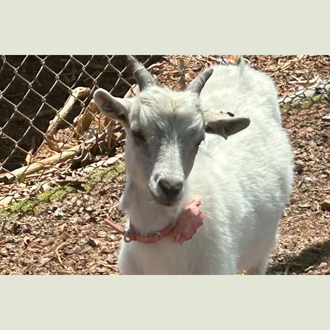 Photo of Jack Jack, Maleficent & Merlin
