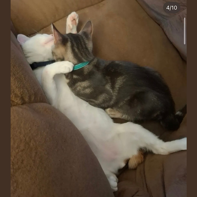 Photo of Archie And Jude