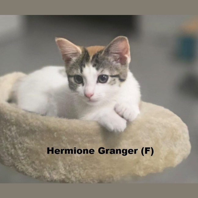 Photo of Hermione Granger