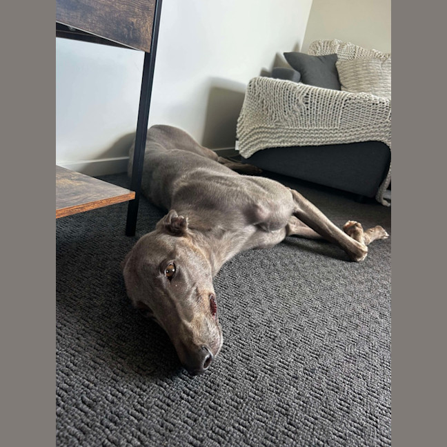 Photo of Juno The Greyhound 