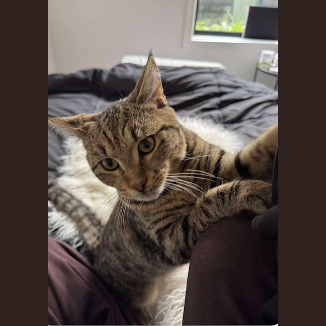 Photo of Bandit Meet Me At Petstock Keysborough Store