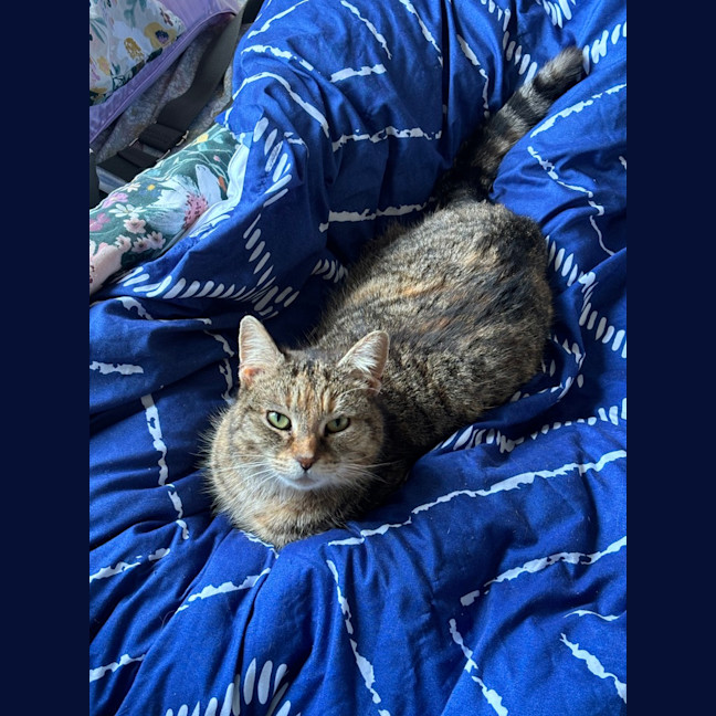 Photo of Cinnamon Nutmeg (Cinnameg)