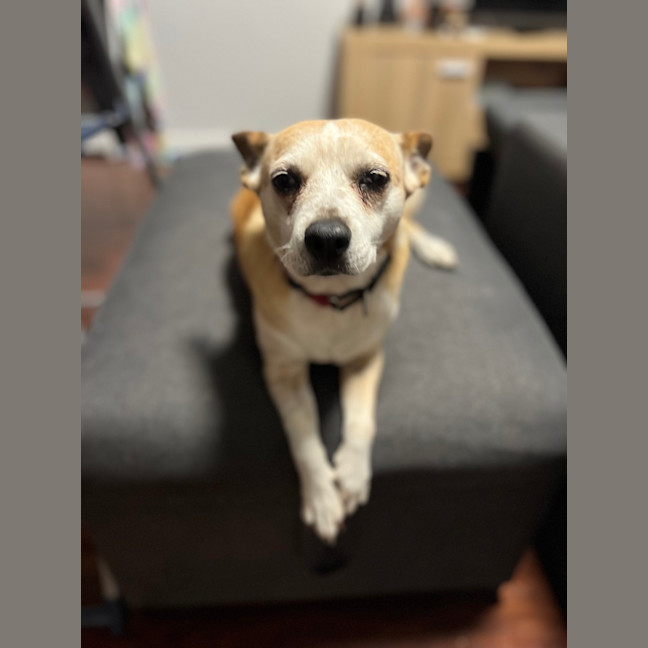 Photo of Lala De Bichon