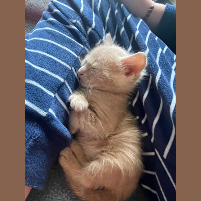 Photo of Hiccup