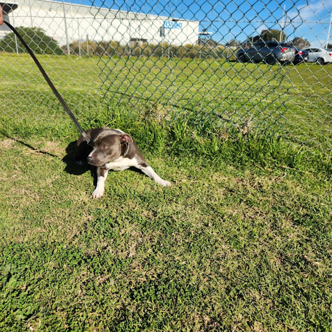 Photo of Violet (66790)