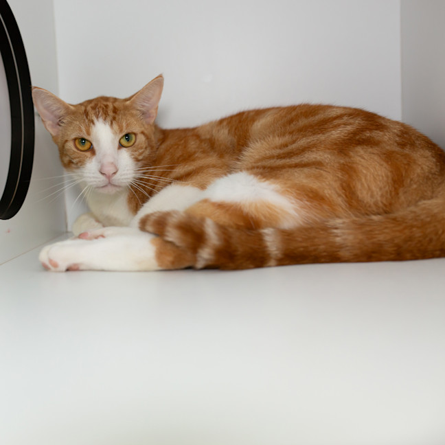 Photo of Gingi