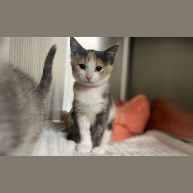 Photo of Aspen