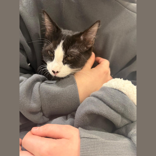 Photo of Cookie