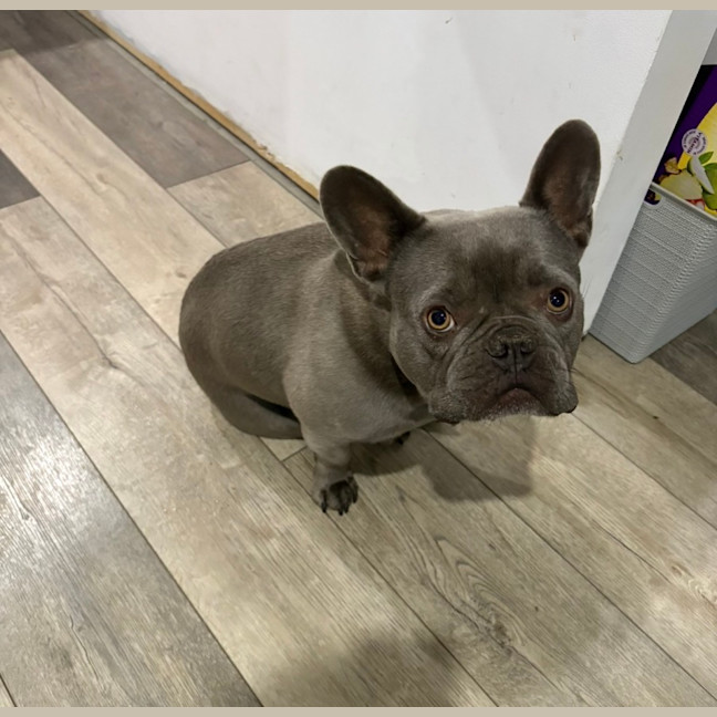 Photo of Theo   4 Year Old French Bulldog