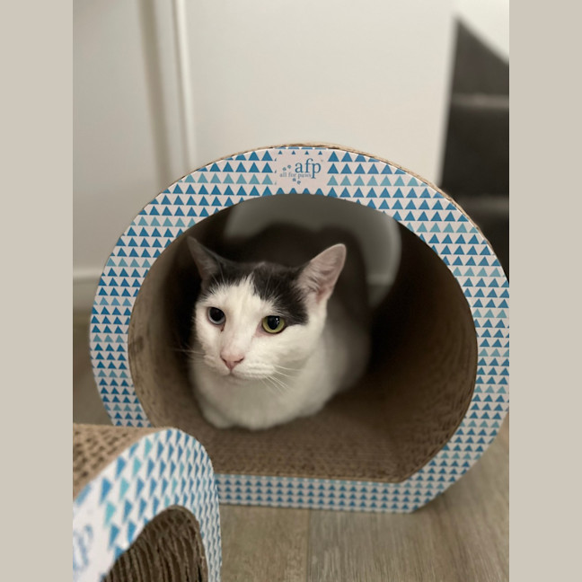 Photo of Missy & Pablo 🌷🐈