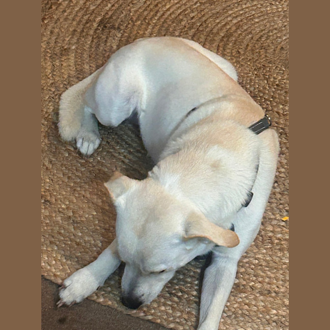 Photo of Percy 
