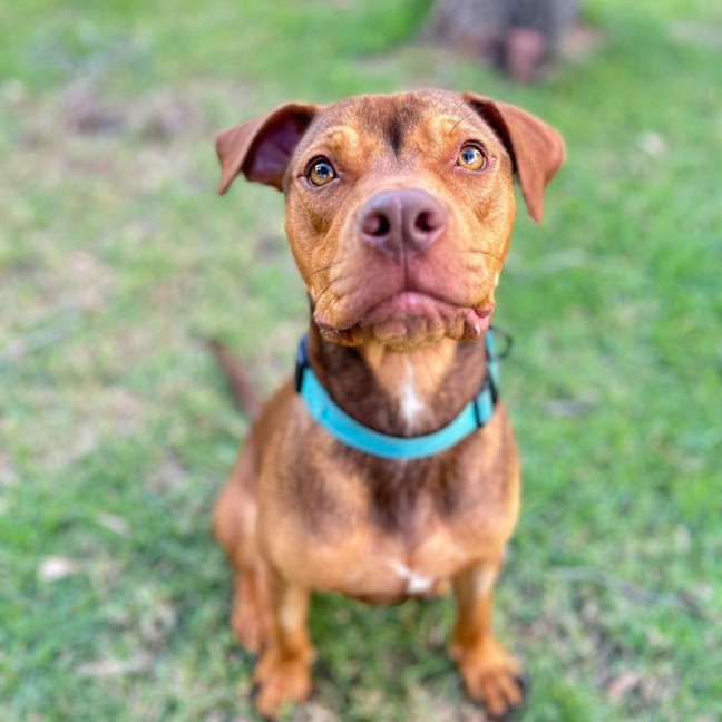 Photo of Tucker