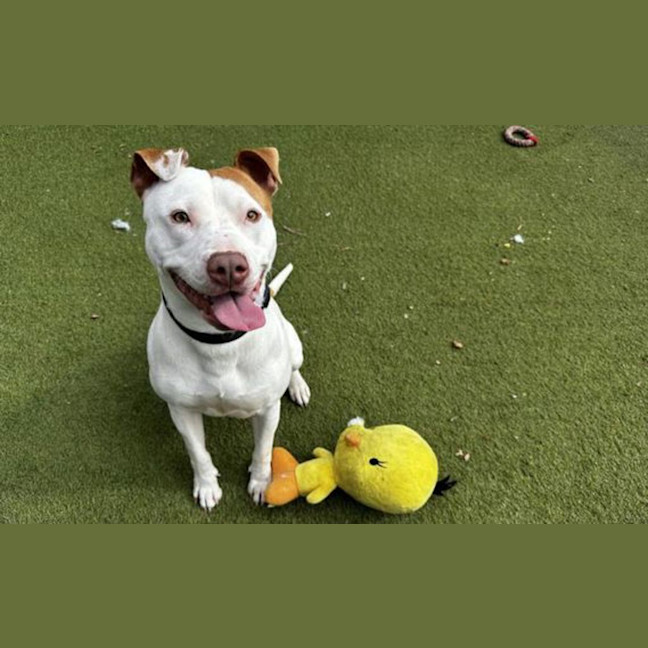 Photo of Roscoe