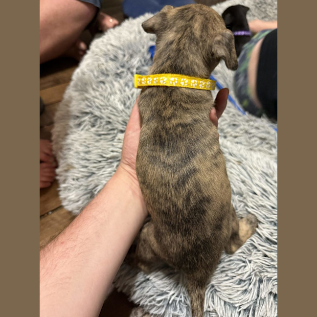 Photo of Collar Yellow
