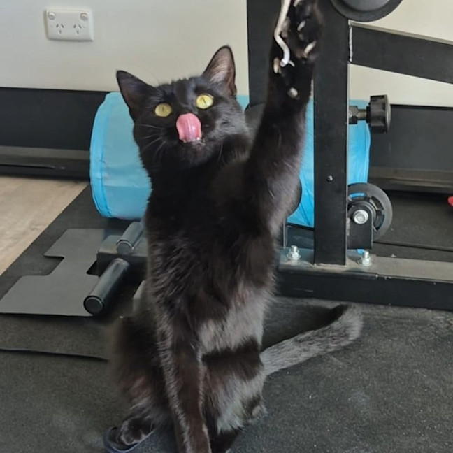 Photo of Liesa The Cat